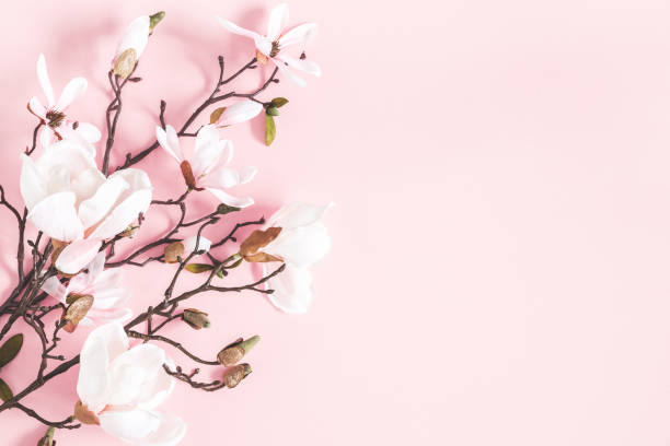 istock Flowers composition. Magnolia flowers on pastel pink background. Flat lay, top view, copy space 1138230991