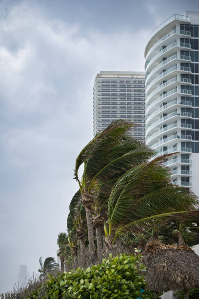 Palm trees bending with the strong wind on high buildings background. Coconut palm trees blowing in the winds before a power beach storm or hurricane