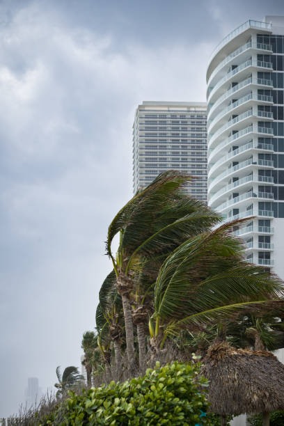 Palm trees bending with the strong wind on high buildings background. Coconut palm trees blowing in the winds before a power beach storm or hurricane Palm trees bending with the strong wind on high buildings background. Coconut palm trees blowing in the winds before a power beach storm or hurricane hurricane storm stock pictures, royalty-free photos & images