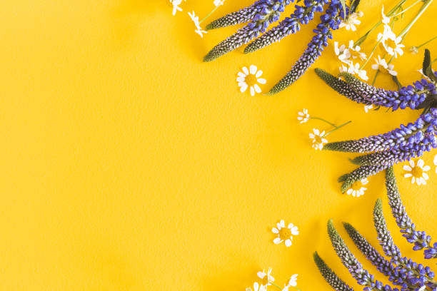 istock Flowers composition. Chamomile flowers on yellow background. Spring, summer concept. Flat lay, top view, copy space 1138231243