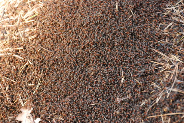 Million Red Ants Stock Photo - Download Image Now - Animal, Animal