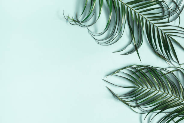 istock Palm leaves on pastel blue background. Summer concept. Flat lay, top view, copy space 1138231374