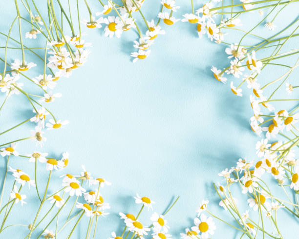 istock Flowers composition. Chamomile flowers on pastel blue background. Spring, summer concept. Flat lay, top view, copy space 1138231498