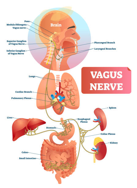 Vagus nerve vector illustration. Labeled anatomical structure and location. Vagus nerve vector illustration. Labeled anatomical structure scheme and location diagram of human body longest nerve. Infographic with isolated ganglion, branches and plexus. Inner biological ANS. human nervous system stock illustrations