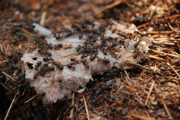 istock a group of ants on last year's leaf of a tree 1138231854
