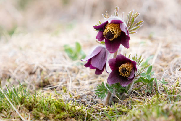 Small Pasque flower - Pulsatilla pratensis subsp. bohemica - critically endangered species Small Pasque flower - Pulsatilla pratensis subsp. bohemica - naturally growing beautiful spring flower, critically endangered species pulsatilla pratensis stock pictures, royalty-free photos & images