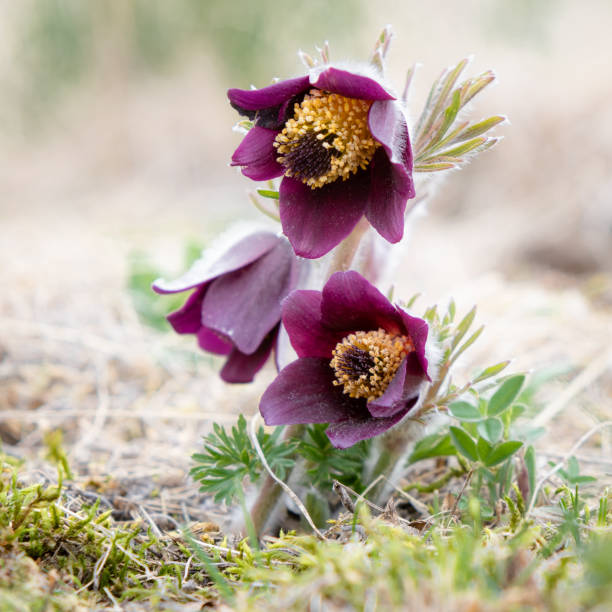 Small Pasque flower - Pulsatilla pratensis subsp. bohemica - critically endangered species Small Pasque flower - Pulsatilla pratensis subsp. bohemica - naturally growing beautiful spring flower, critically endangered species pulsatilla pratensis stock pictures, royalty-free photos & images