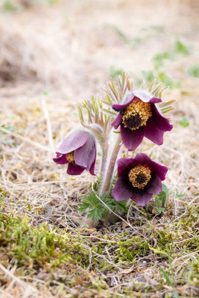 istock Small Pasque flower - Pulsatilla pratensis subsp. bohemica - critically endangered species 1138232886