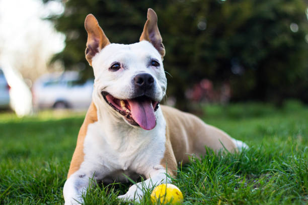istock Friendly Dog having a big smile 1138233132