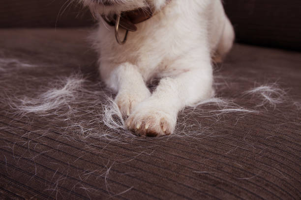 close-up gato peludo russell perro, derramamiento de pelo durante la temporada de molt en muebles de sofá. - hairy fotografías e imágenes de stock