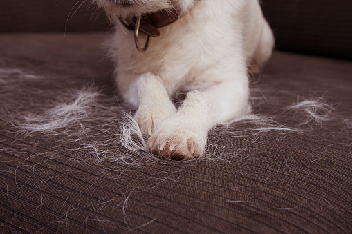 CLOSE-UP FURRY JACK RUSSELL DOG, SHEDDING HAIR DURING MOLT SEASON ON SOFA FURNITURE.