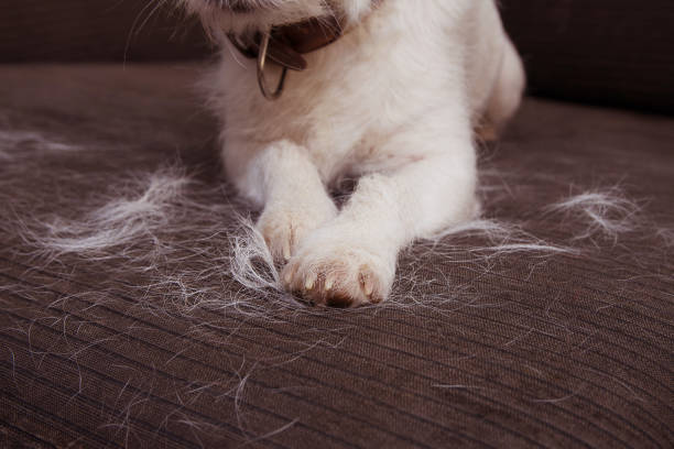 close-up furry jack russell dog, shedding hair during molt season on sofa furniture. - shed imagens e fotografias de stock