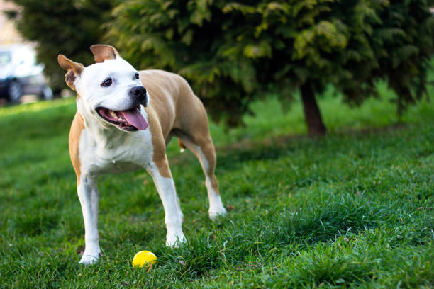 istock Friendly Dog having a big smile 1138233989