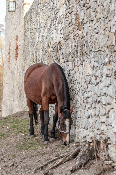 istock Beautiful Stallion Andalusian Sire 1138234313