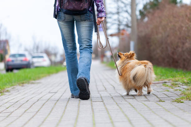 istock A woman leads her dog on a leash 1138234357
