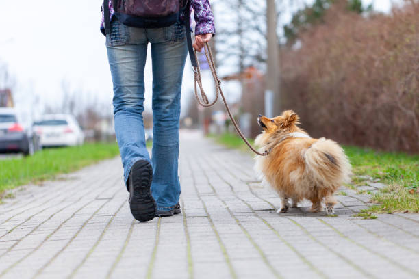 istock A woman leads her dog on a leash 1138234358