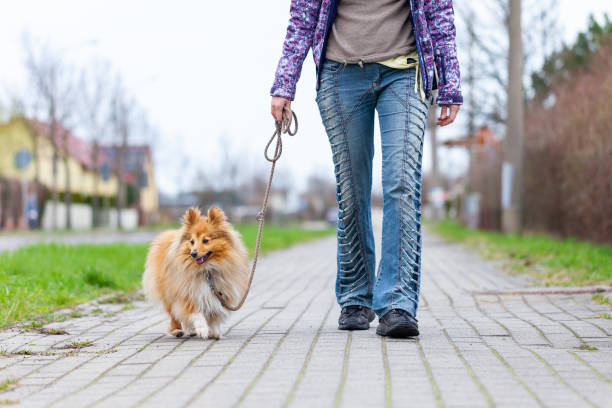 istock A woman leads her dog on a leash 1138234363