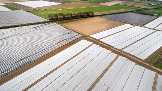 Agricultural area - early vegetable cultivation, asparagus fields, aerial view