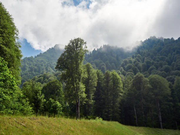 istock Green mountain forest in the clouds and dense fog 1138234539