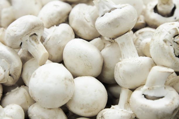 białe surowe grzyby champignon - biały grzyb zdjęcia i obrazy z banku zdjęć