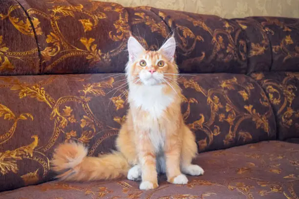 Breeding of purebred cats at home. Mainecoon cat, Giant maine coon cat.