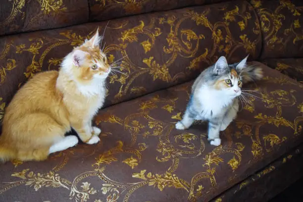 Photo of Giant maine coon cat. Mainecoon cat, Breeding of purebred cats at home