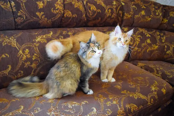 Photo of Giant maine coon cat. Mainecoon cat, Breeding of purebred cats at home