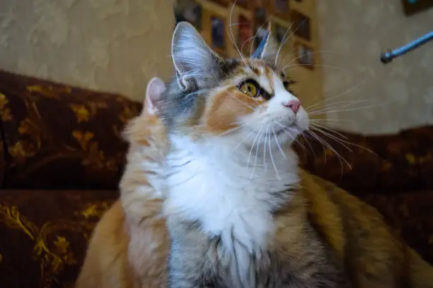 Photo of Giant maine coon cat. Mainecoon cat, Breeding of purebred cats at home