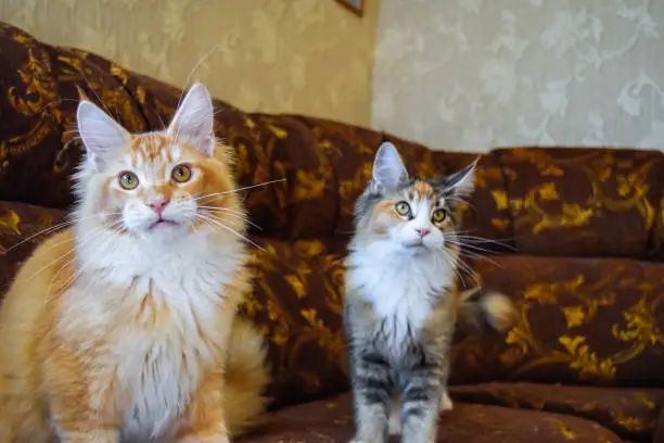 Photo of Giant maine coon cat. Mainecoon cat, Breeding of purebred cats at home