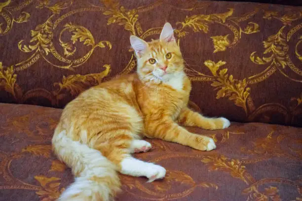 Photo of Giant maine coon cat. Mainecoon cat, Breeding of purebred cats at home