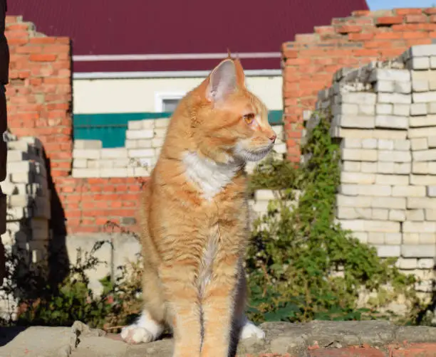 Photo of Giant maine coon cat. Mainecoon cat, Breeding of purebred cats at home