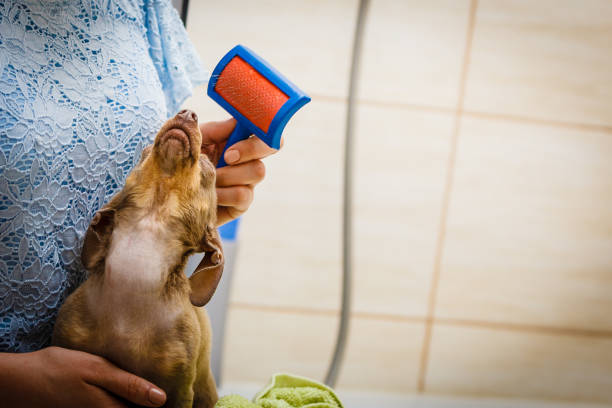 istock Woman brushing her pinscher dog 1138235674