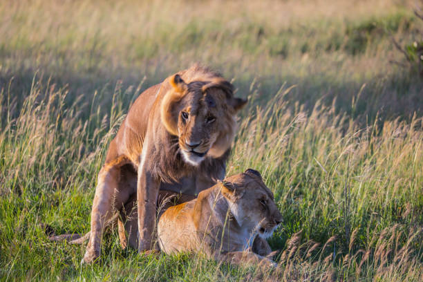 istock Predators in natural habitat 1138235813