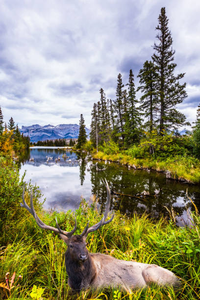 istock The valley along the Pocahontas road 1138235843
