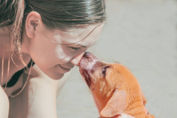 young attractive caucasian woman leans down towards cute red puppy, puppy leaks her in nose. - mixed breed dog dog human face variation imagens e fotografias de stock