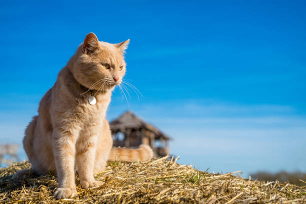 beautiful ginger cat sitting playing on the nature