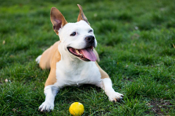 istock Friendly Dog having a big smile 1138236322