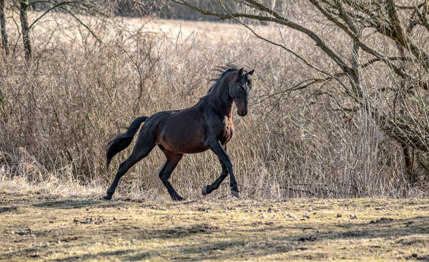 istock Beautiful Stallion Andalusian Sire 1138236339