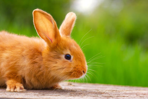 istock beautiful little fluffy red rabbit on a Sunny spring day on a green background in nature 1138236576