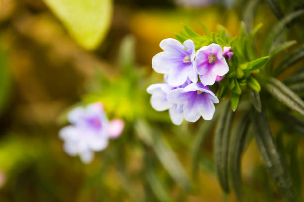 istock Small delicate flowers in the greenhouse 1138239491