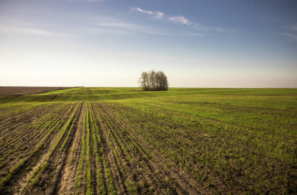 istock Boundless agriculture field with seedling wheat sprouts horizon springtime at sunrise as agricultural countryside scenery landscape during sowing season 1138240494