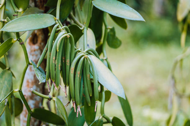 Closeup of vanilla plant green pod on plantation. Agriculture in tropical climate Closeup of vanilla plant green pod on plantation. Agriculture in tropical climate. vanilla orchid stock pictures, royalty-free photos & images