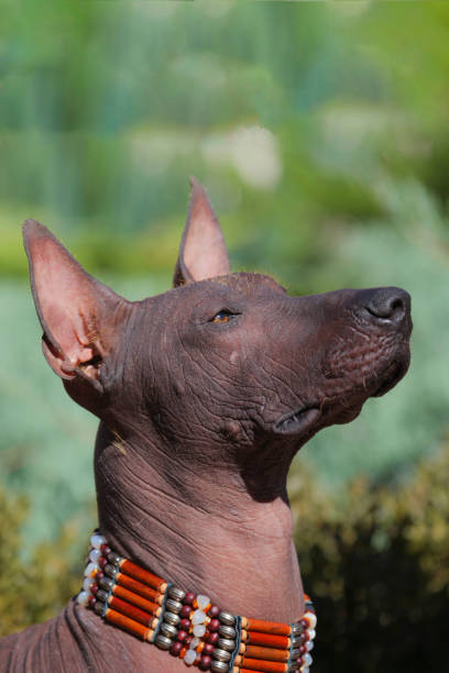 la cabeza de xoloitzcuintle dog (perro mexicano sin pelo) en collar hecho a mano en estilo indio. - perro peruano fotografías e imágenes de stock