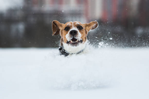 istock Portrait of a Beagle dog in winter. Snow is falling 1138242560