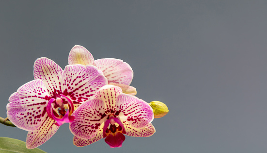 Orchids flowers purple white color closeup macro view against gray background, copy space.