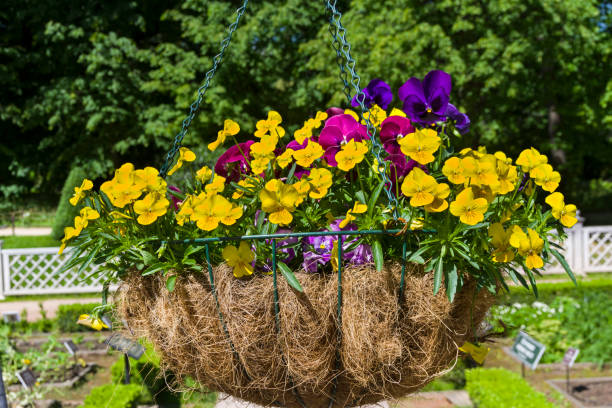 istock Basket with a blooming violet tricolor 1138244639