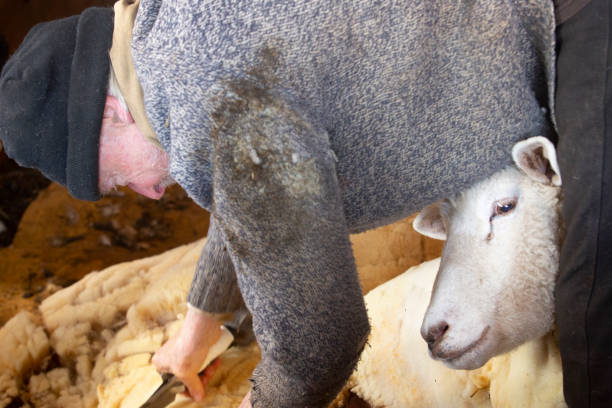 istock Venerable sheep shearer using hand tools in a Connecticut barn. 1138244707