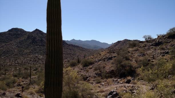 istock desert landscape scenery with cactus in forefront on sunny, spring day 1138244725