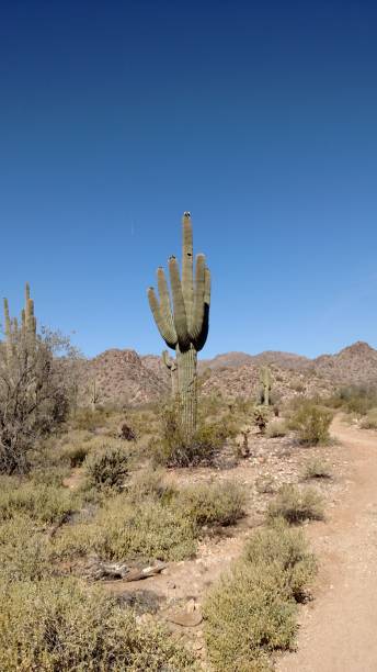 istock single cactus standing tall in Arizona desert on clear, sunny day 1138244728