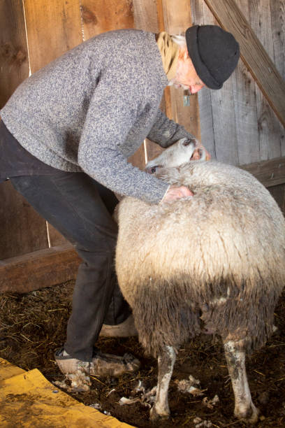 istock Professional sheep shearer wrestling with sheep in a Connecticut barn. 1138245465